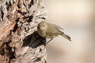 Willow Warbler