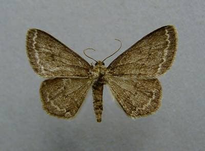 Engrailed