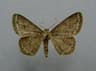 Engrailed