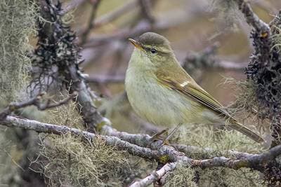 Greenish Warbler