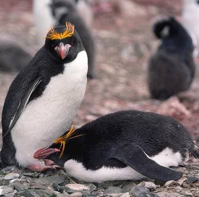 Macaroni Penguin