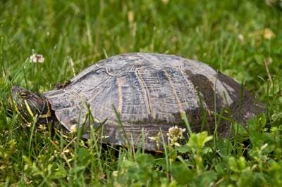 Painted Turtle