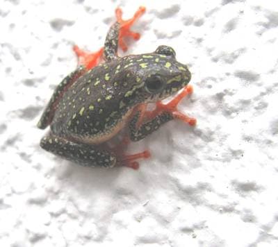 Painted Reed Frog