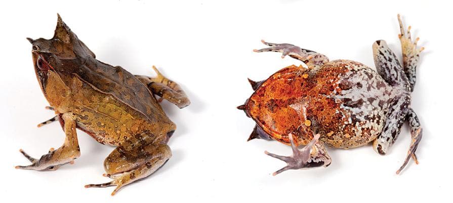 Malayan Horned Frog — 3/3