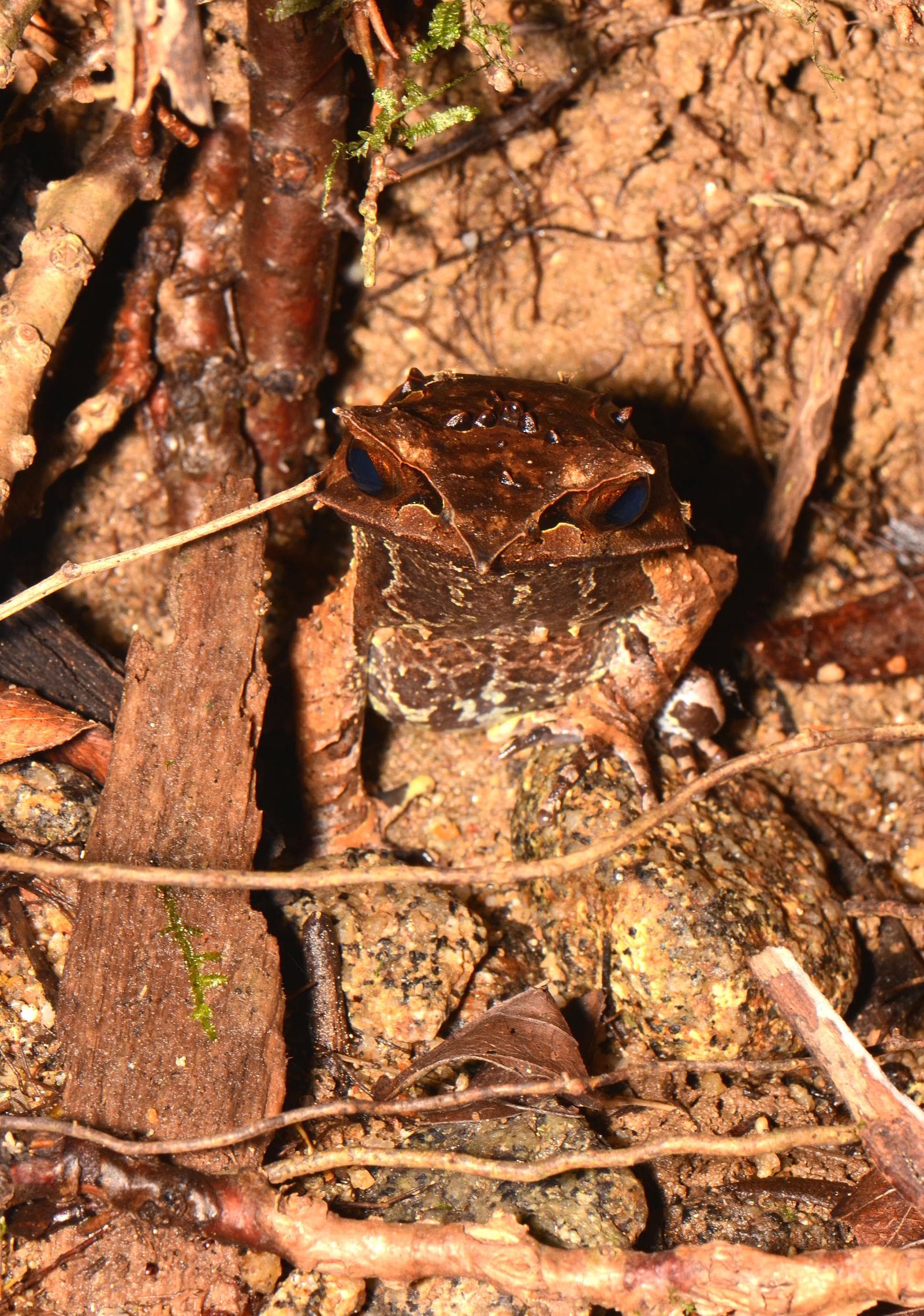 Malayan Horned Frog — 2/3