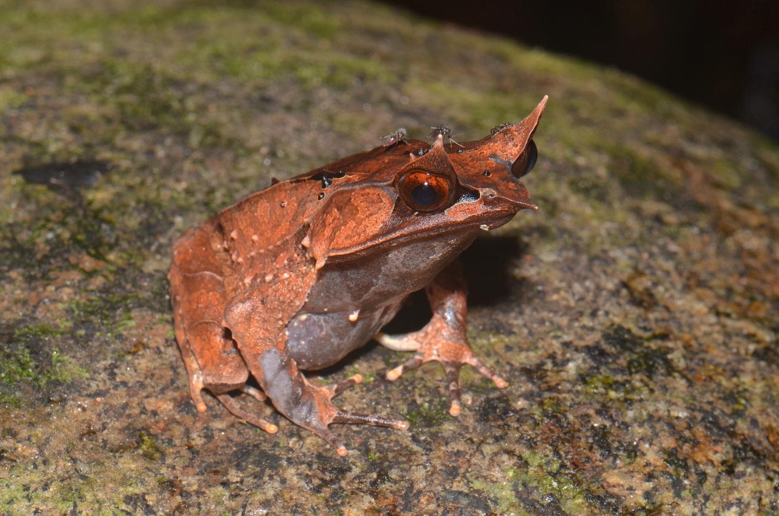 Malayan Horned Frog — 1/3
