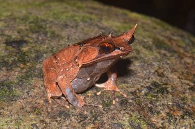 Malayan Horned Frog