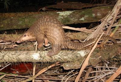 Sunda Pangolin