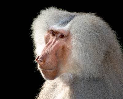 Hamadryas Baboon