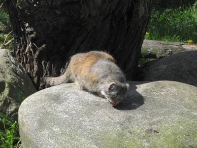 Pallas's cat