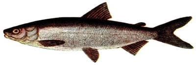 Maraena Whitefish