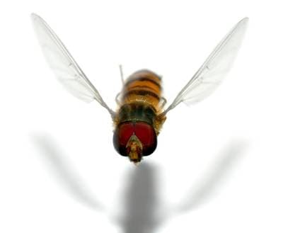 Marmalade Hoverfly