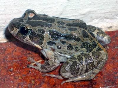 Marbled Frog