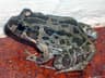 Marbled Frog