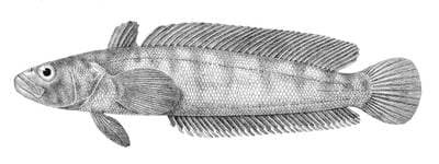 Marbled Rockcod