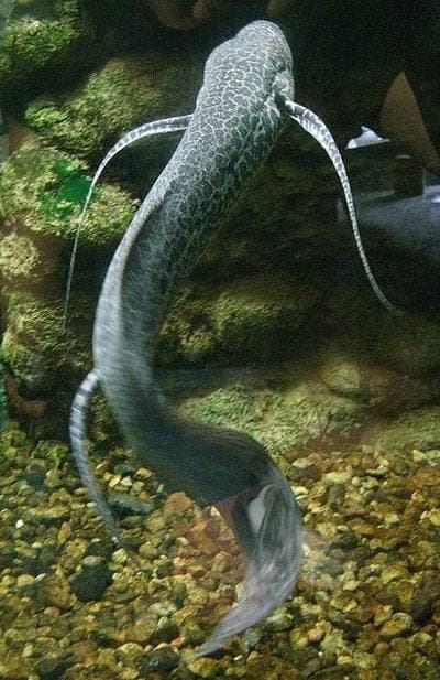 Marbled Lungfish