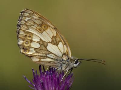 Marbled White