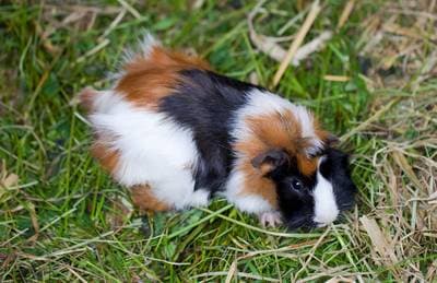 Guinea pig