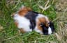 Guinea pig