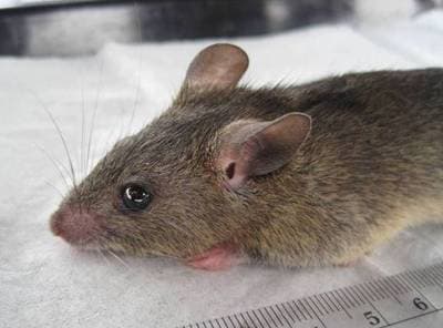 Natal Multimammate Mouse