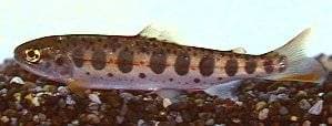 Masu Salmon