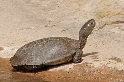 Mediterranean pond turtle