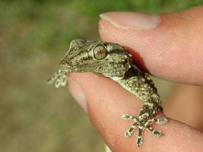 Moorish Gecko