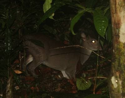 Maxwell's Duiker