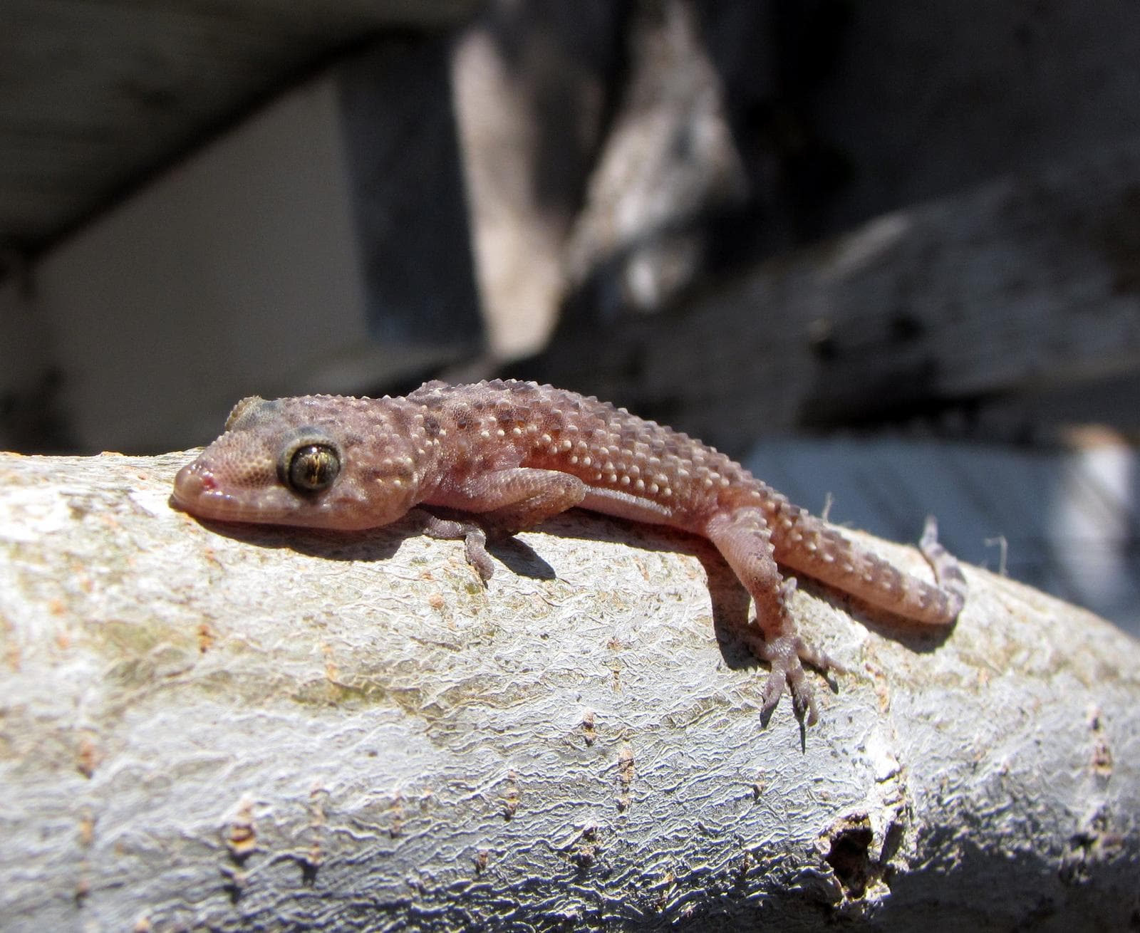 Mediterranean Gecko — 1/3