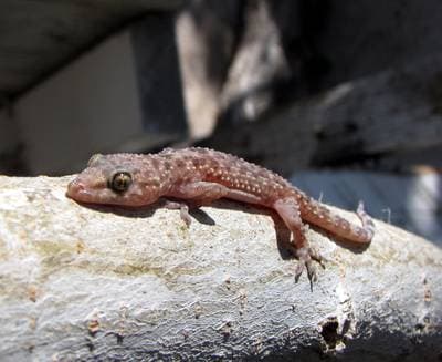 Mediterranean Gecko