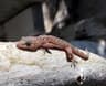 Mediterranean Gecko