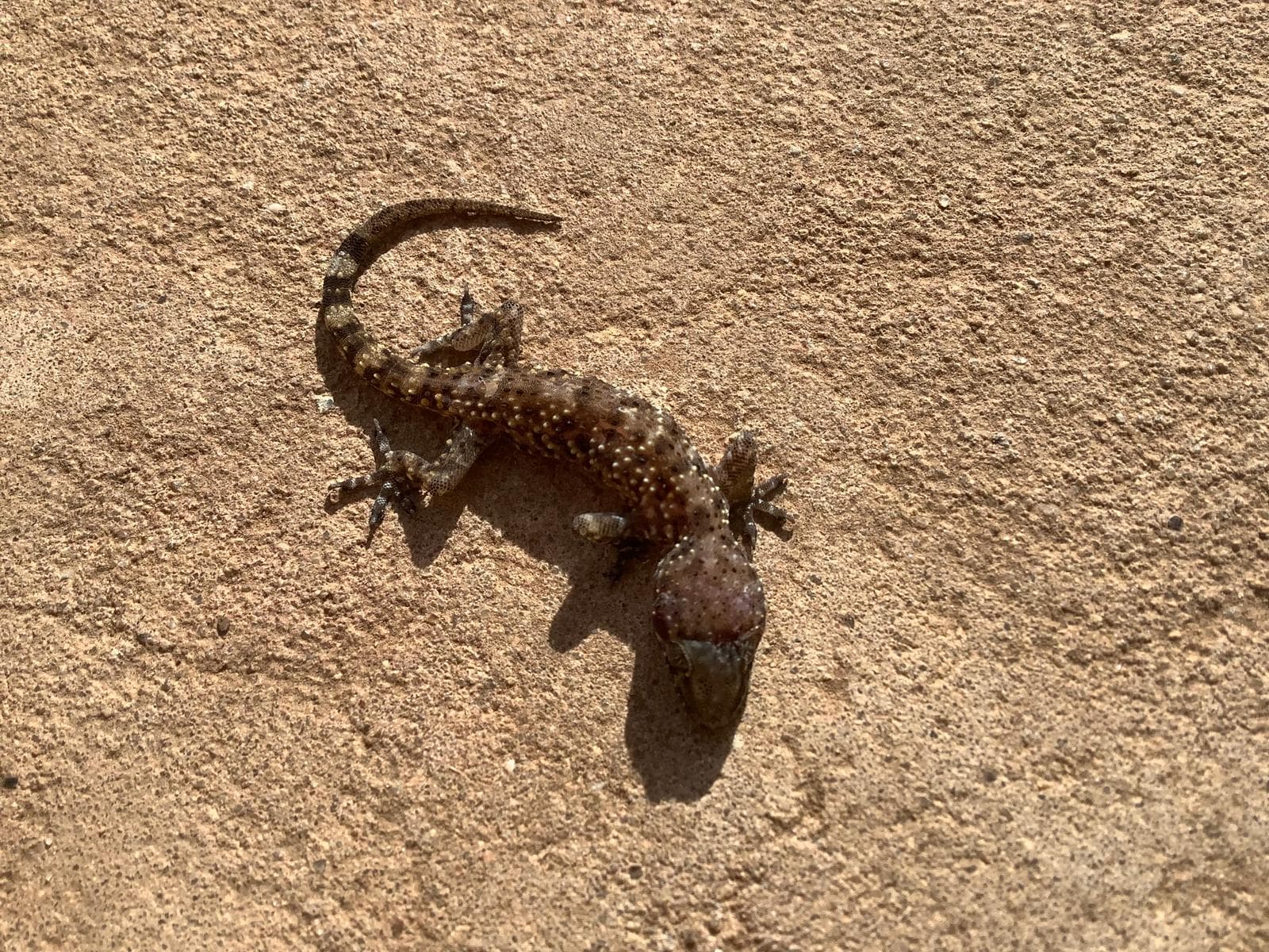 Mediterranean Gecko — 3/3