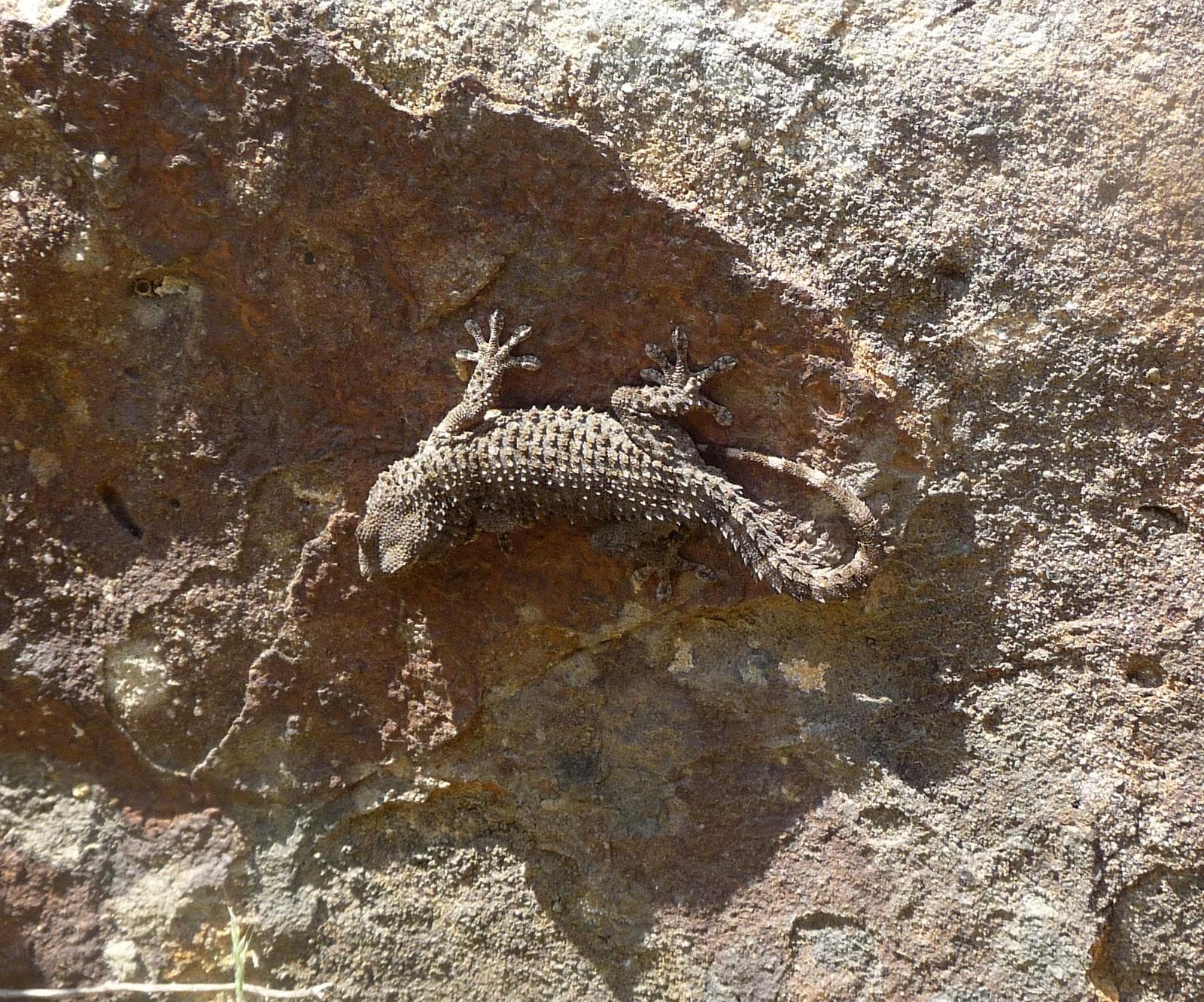 Mediterranean Gecko — 2/3