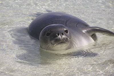 Mediterranean Monk Seal