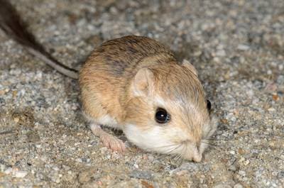 Merriam's Kangaroo Rat