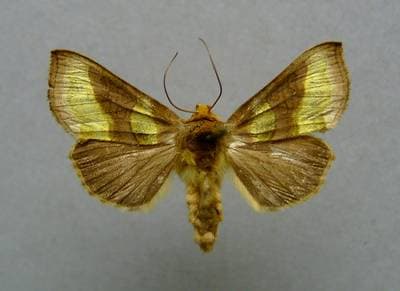 Burnished Brass