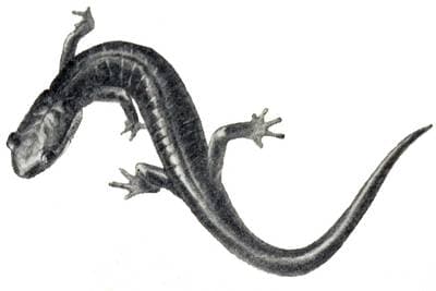 Southern Gray-cheeked Salamander