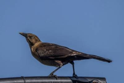 Great-tailed Grackle