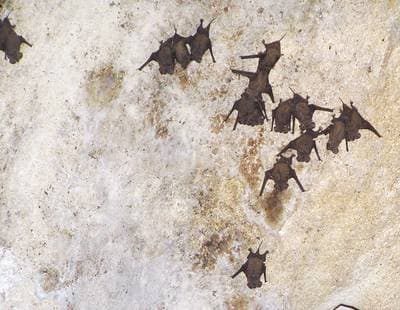 Mexican Free-tailed Bat