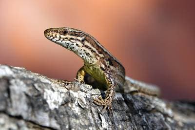 Common Wall Lizard