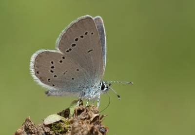 Small Blue