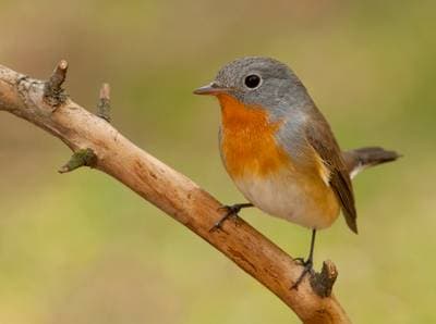 Red-breasted Flycatcher