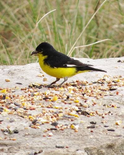 Lesser Goldfinch