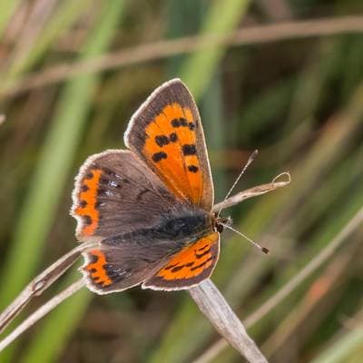 American Copper