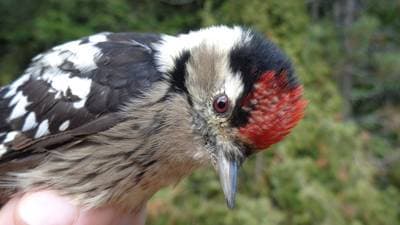 Lesser Spotted Woodpecker