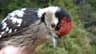 Lesser Spotted Woodpecker
