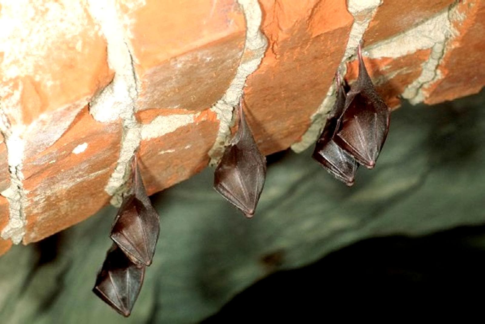 Lesser Horseshoe Bat — 2/3
