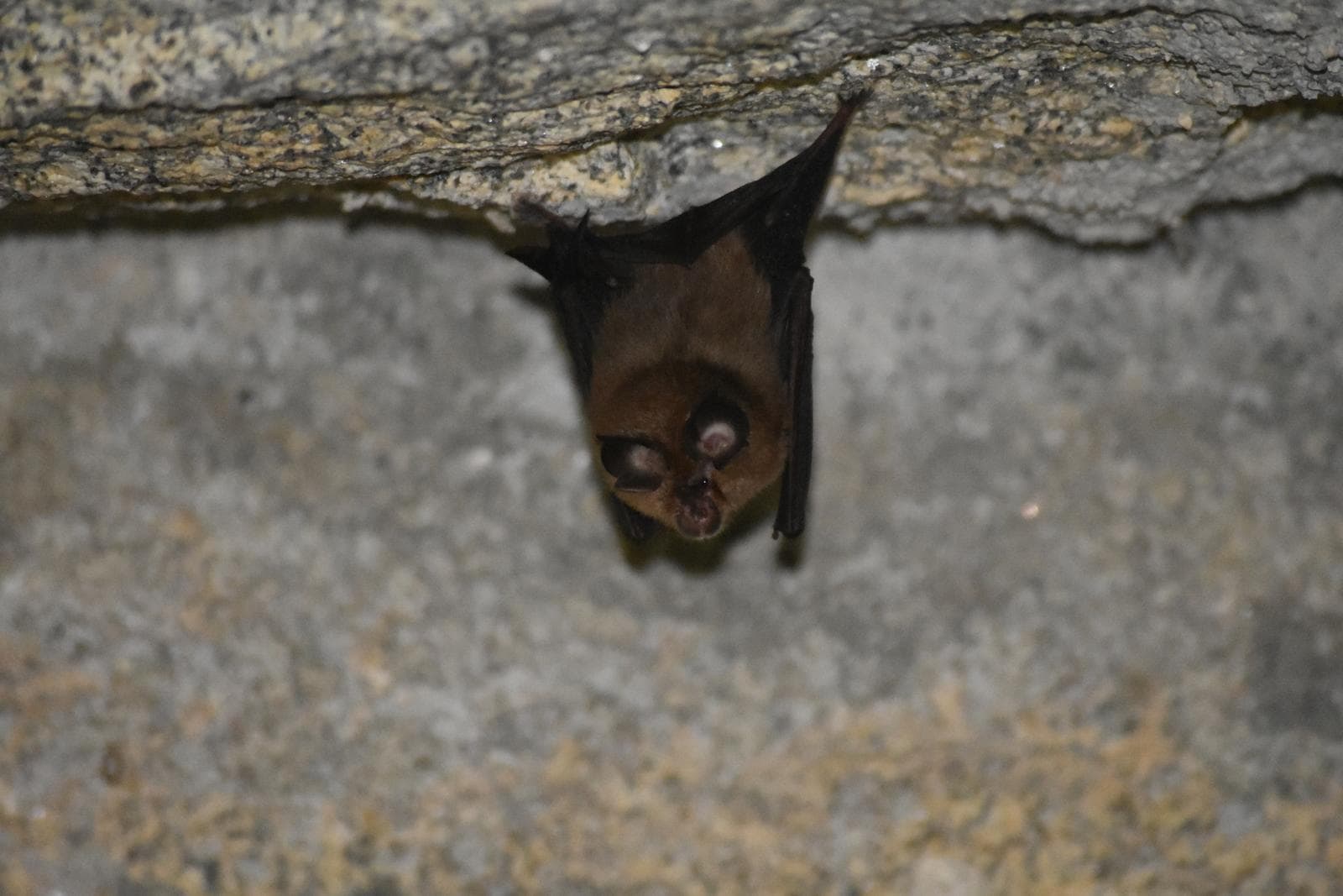 Lesser Horseshoe Bat — 1/3