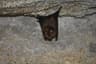 Lesser Horseshoe Bat