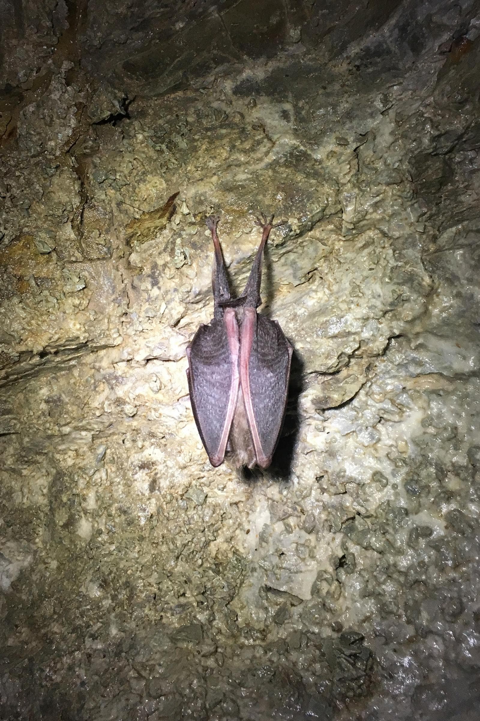 Lesser Horseshoe Bat — 3/3